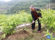 开云平台-关于山西贵州十个大胆切割，割出一条决胜之路的信息